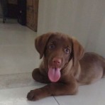 Simon 